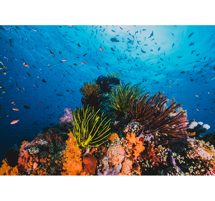 Under the sea mural underwater coral paradise - TenStickers