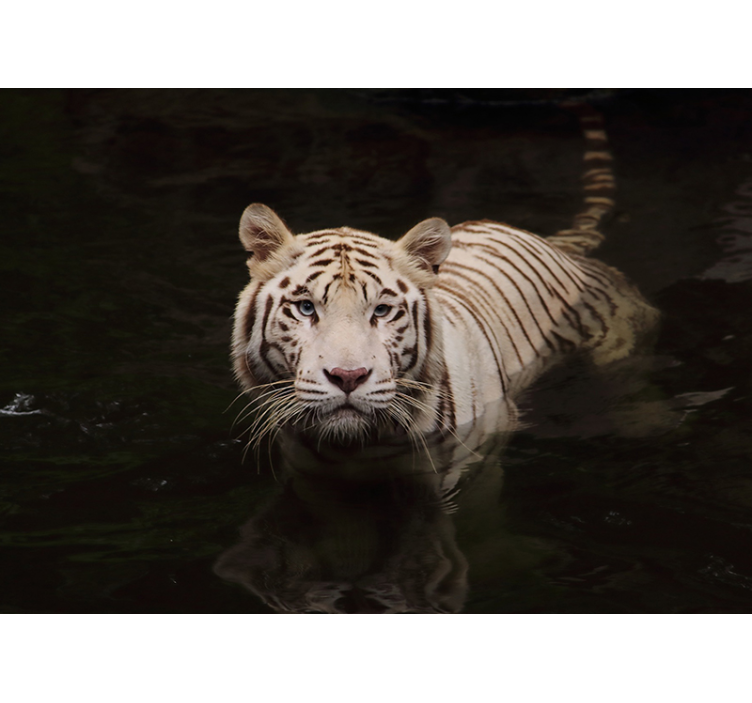 White Tiger Gaze wall mural - TenStickers
