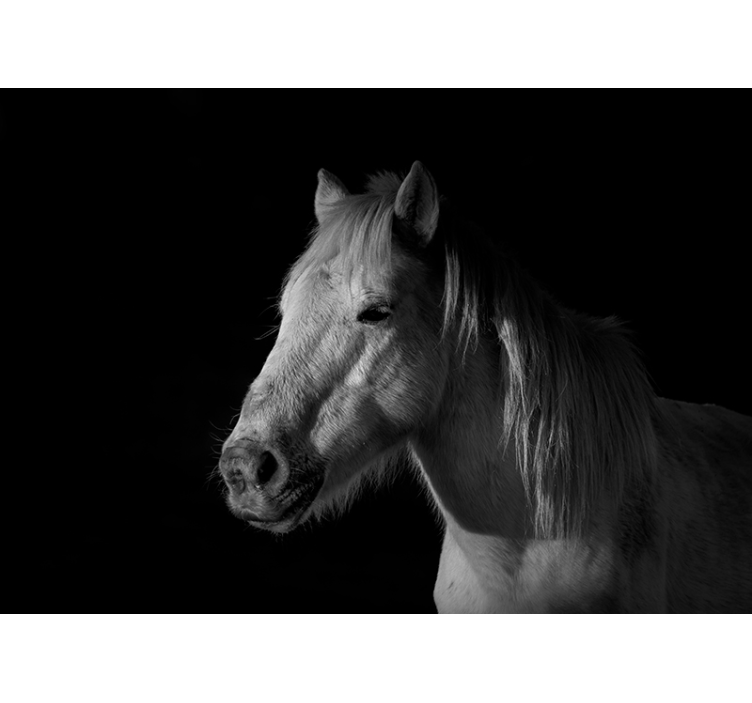 Majestic Horse Portrait animal mural - TenStickers