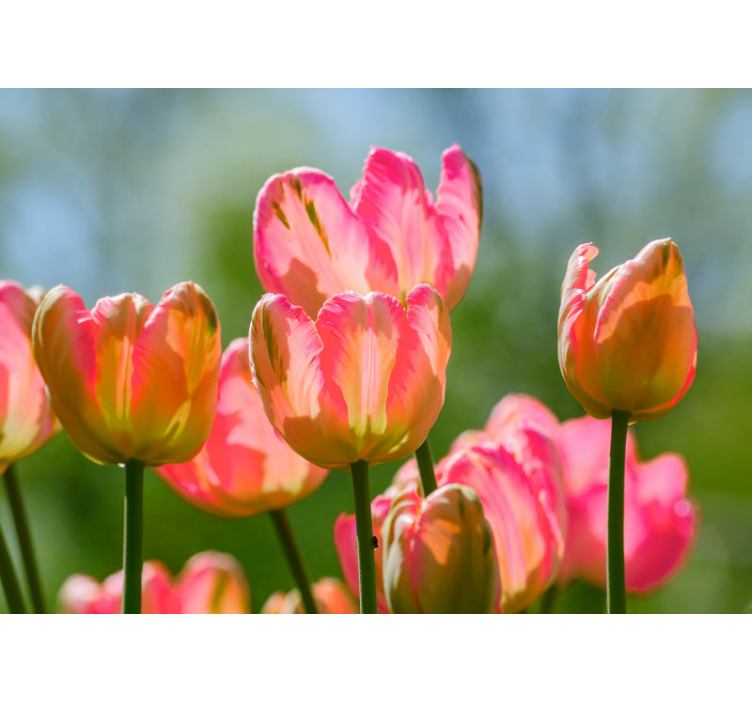 Large Pink Tulips poppy wall mural - TenStickers