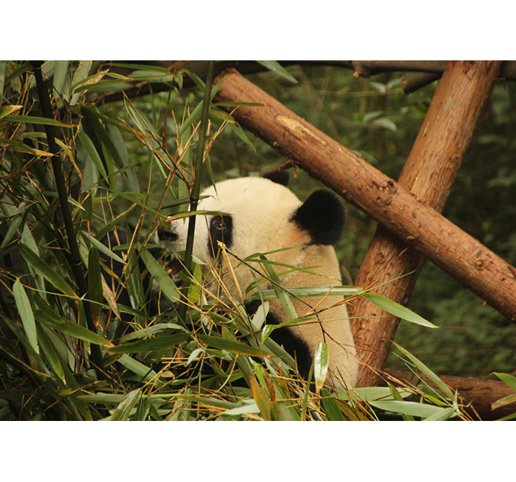 Panda Among Bamboo animal mural - TenStickers