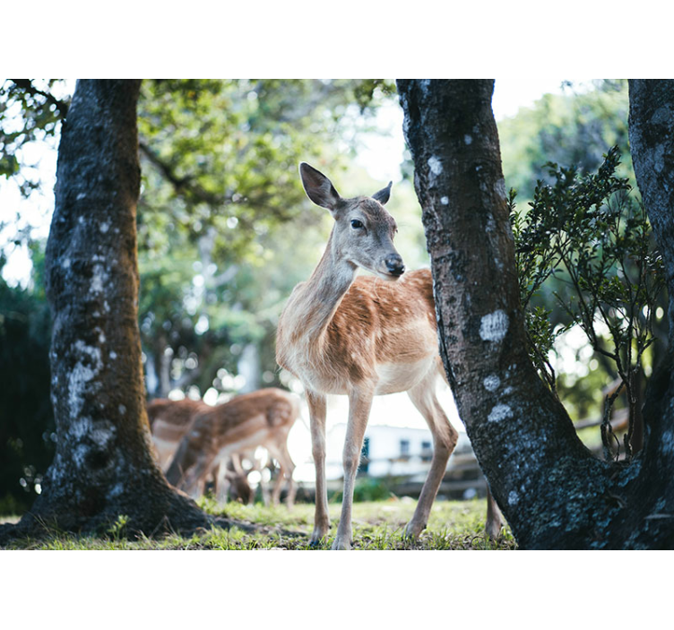 Animal mural graceful deer encounter - TenStickers