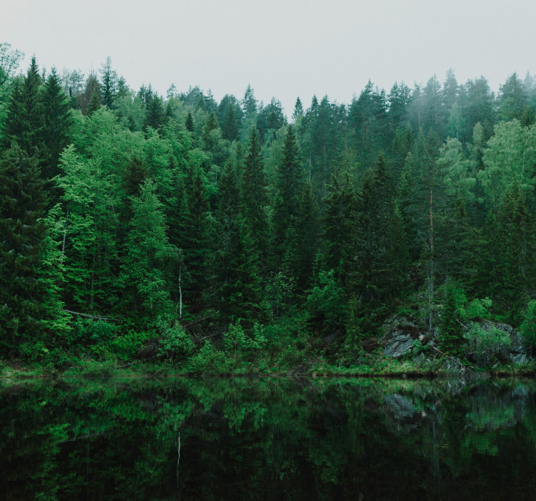 Deep green forest tree mural - TenStickers