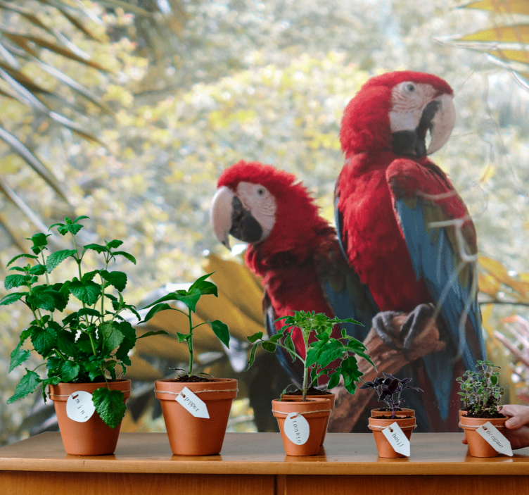 Animal mural scarlet macaw pair - TenStickers