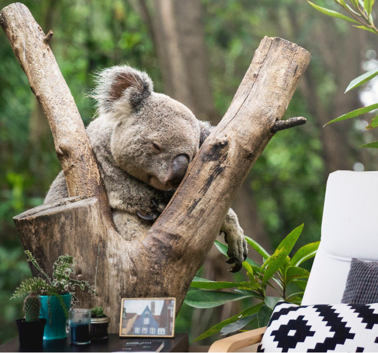 Animal mural sleeping koala bear - TenStickers