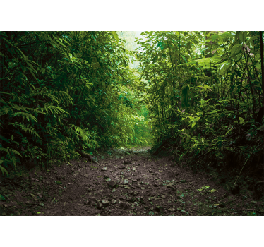 Pathway into rainforest photo mural - TenStickers
