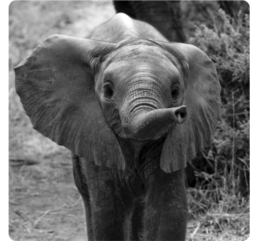 Vintage coasters adorable baby elephant design - TenStickers