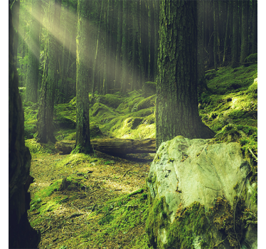 Living room poster of mossy rocks in the forest - TenStickers