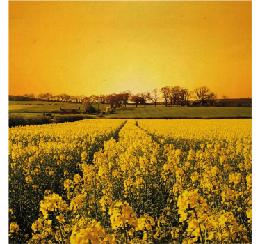 Living room poster yellow flower field art - TenStickers