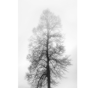 Flowers poster monochrome tree silhouette art - TenStickers