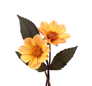 Flowers poster two flowers - TenStickers