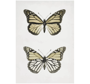 Vintage Butterfly Design Poster Wall Decor - TenStickers