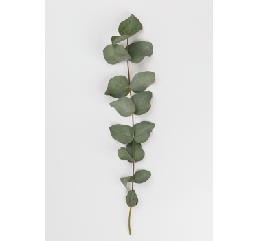 Eucalyptus Leaves poster for wall - TenStickers