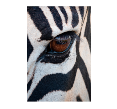  Zebras's Eye animal poster - TenStickers