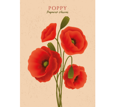 Poppies flower poster - TenStickers