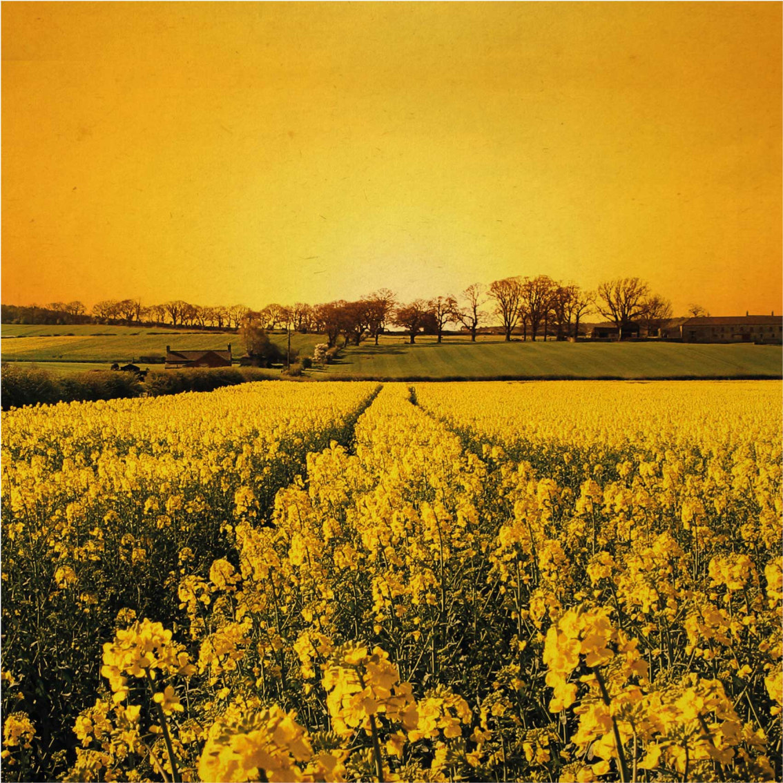 Living room poster yellow flower field art - TenStickers