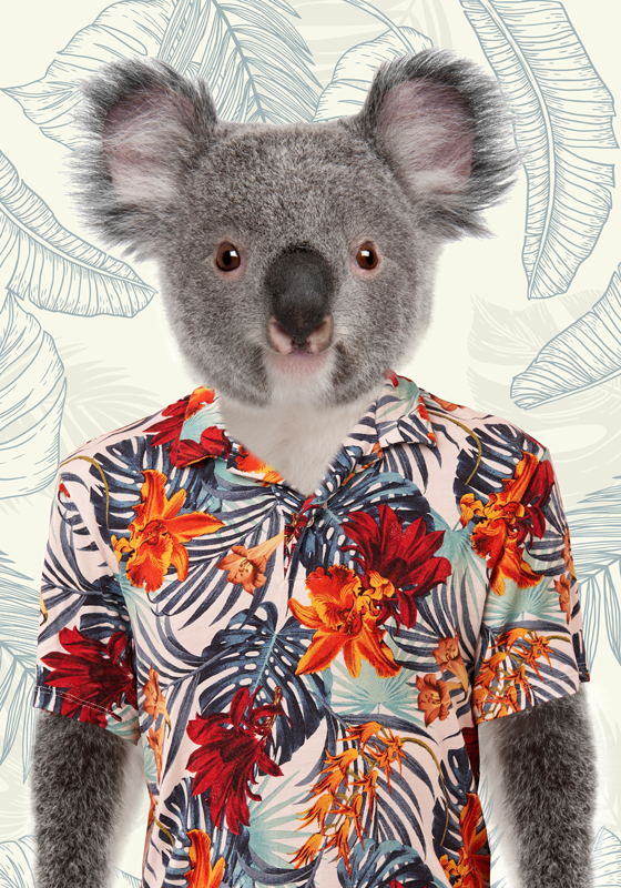 Elegant Koala wall poster - TenStickers