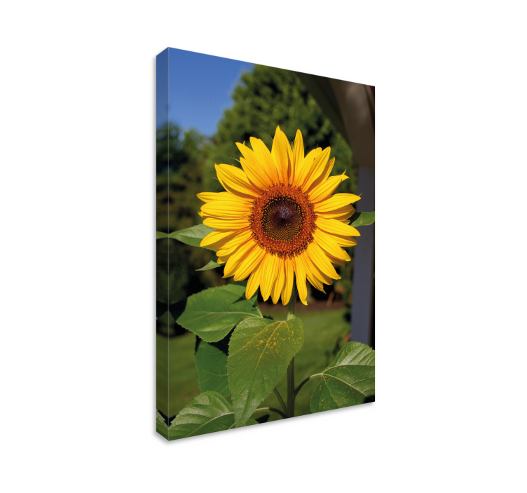 Flowers canvas sunny sunflower blossom - TenStickers