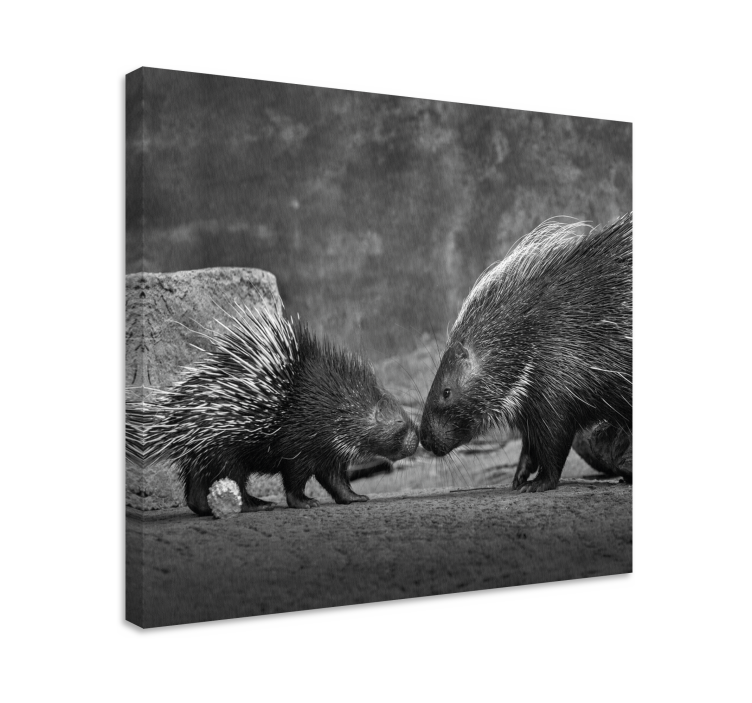 Animal canvas wall art porcupine interaction - TenStickers