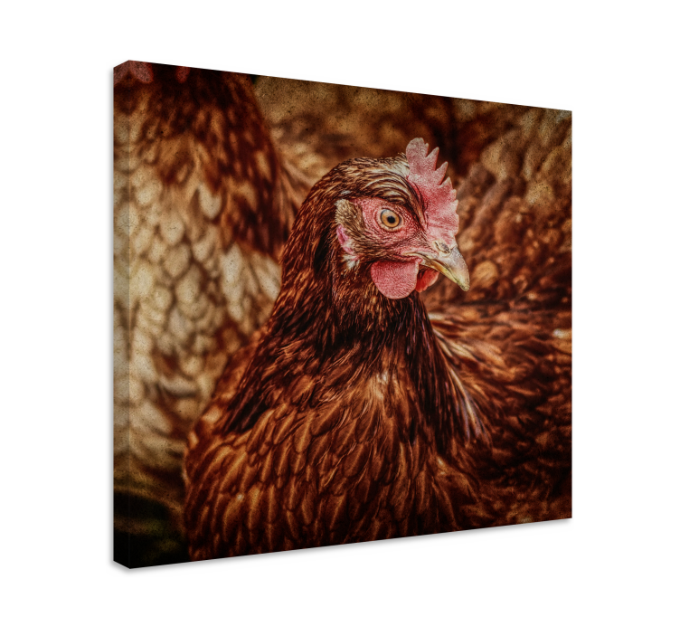Serious brown chicken bird canvas art - TenStickers