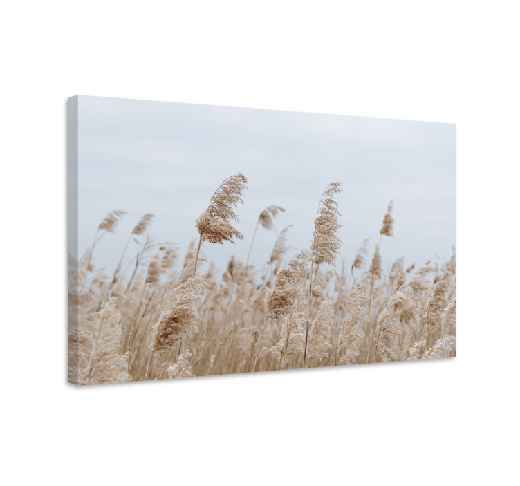 Pampasgrass cloudy day Plant canvas prints - TenStickers
