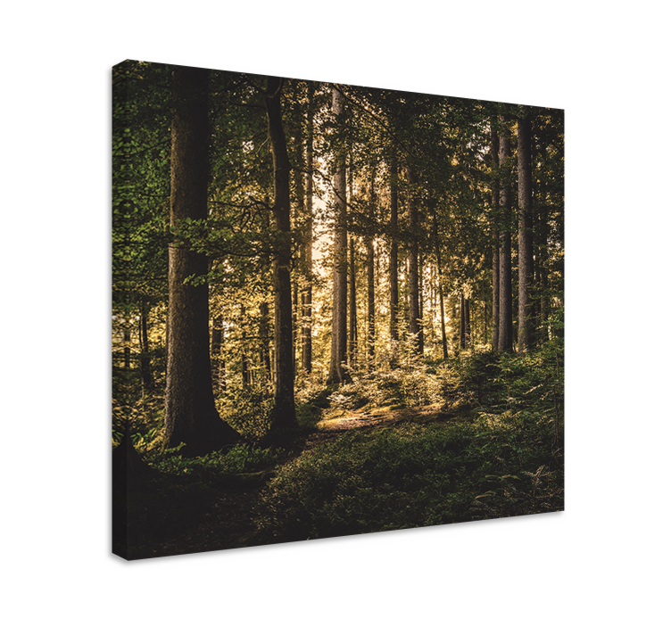 "Nature"midday forest Tree wall canvas - TenStickers