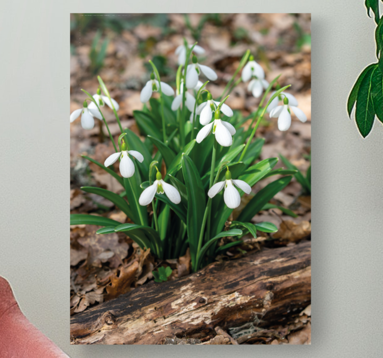 Flowers canvas snowdrop flowers blossom - TenStickers