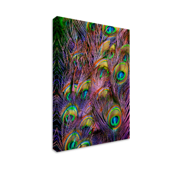 Peacock feather bird canvas wall art - TenStickers