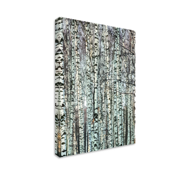 Birch Forest Serenity tree canvas wall art - TenStickers