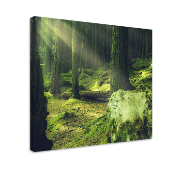 "Nature" rocks with moss in the forest Tree canvas print - TenStickers