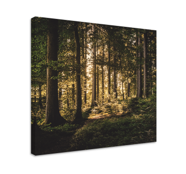 "Nature"midday forest Tree canvas print - TenStickers