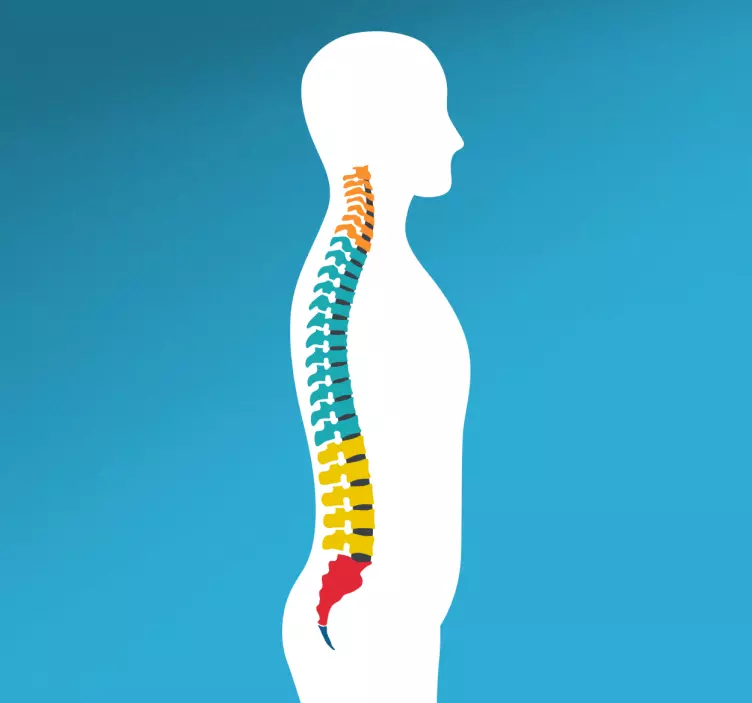Vertebral Column Wall Sticker - TenStickers