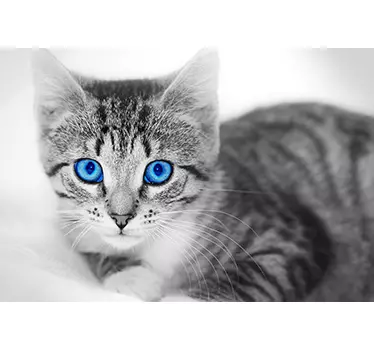 Blue Eyed Cat Laptop Sticker - TenStickers