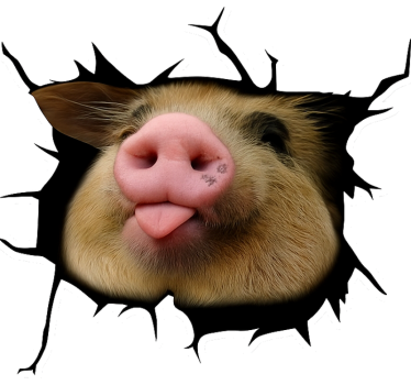 Funny pig 3d car sticker - TenStickers