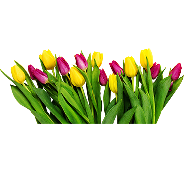 Tulips bouquet flower window sticker - TenStickers