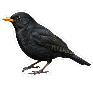 Window sticker blackbird design - TenStickers