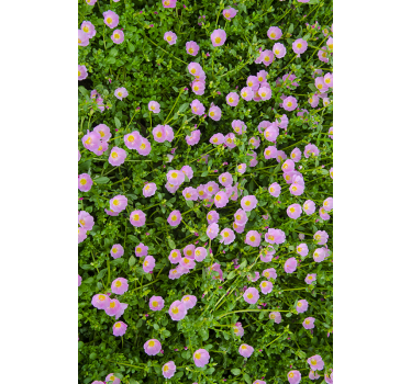 Polish flowers window decal - TenStickers