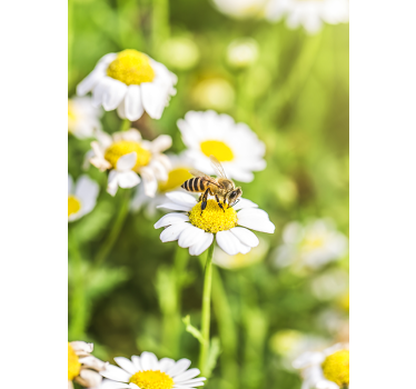 Flowers field fridge wrap - TenStickers