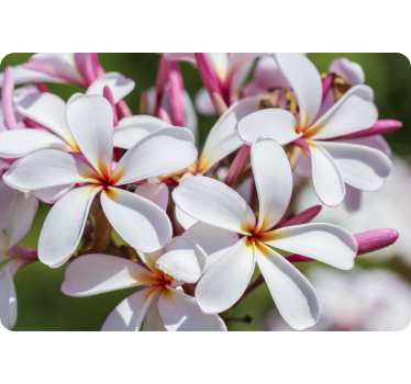 Pink and white flowers  laptop skin - TenStickers