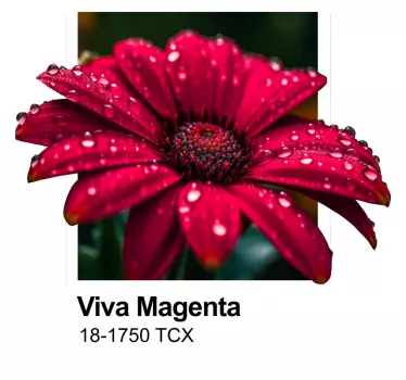 Viva Magenta color wall sticker - TenStickers