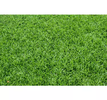 Green Grass Laptop Sticker - TenStickers