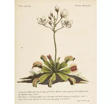 Old Botany Flower Sticker - TenStickers