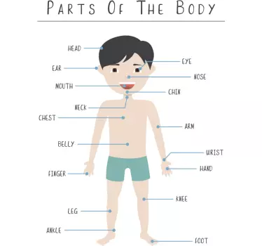 Parts of the body educational wall sticker - TenStickers
