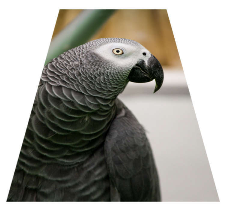 Gray parrot closeup animal mat - TenStickers