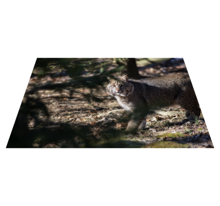 Wild cat scene animal mat - TenStickers