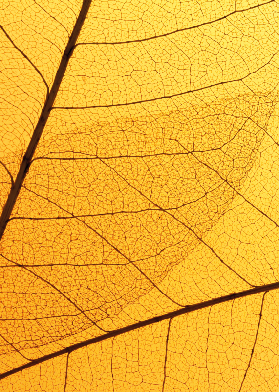 Botanical leaf design yellow rug - TenStickers