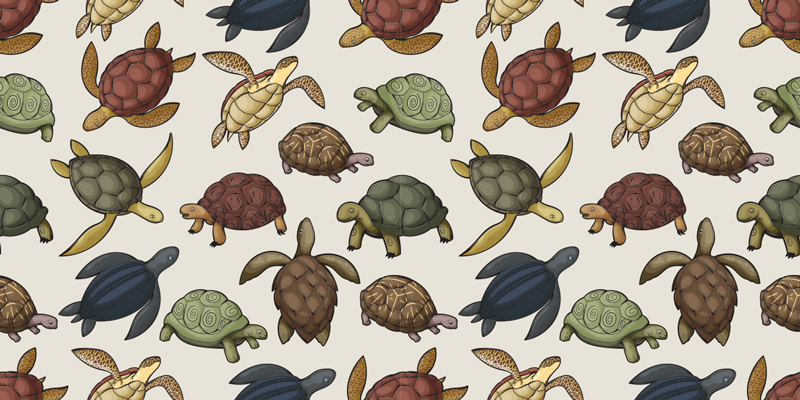 Animal mat for different turtle species - TenStickers