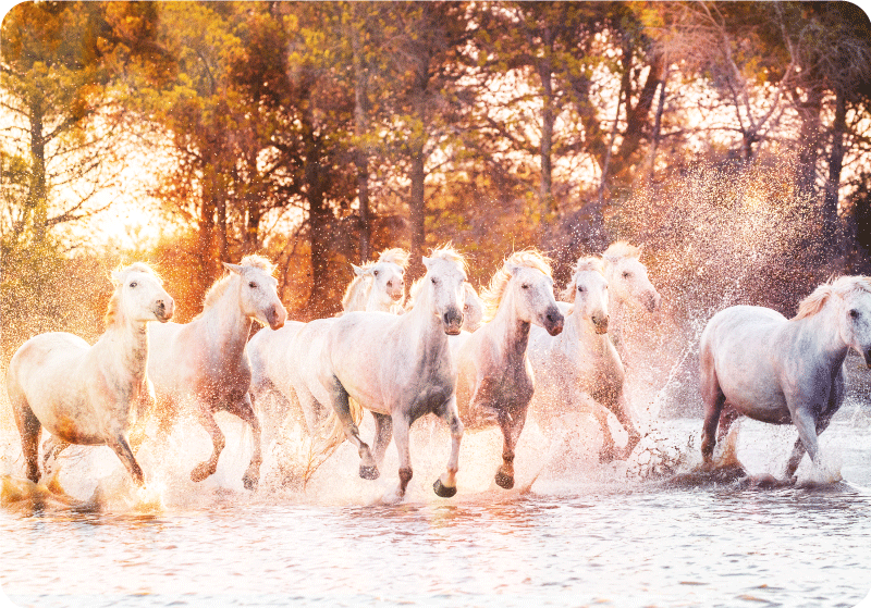 Wild horses animal mat at warm sunset view - TenStickers
