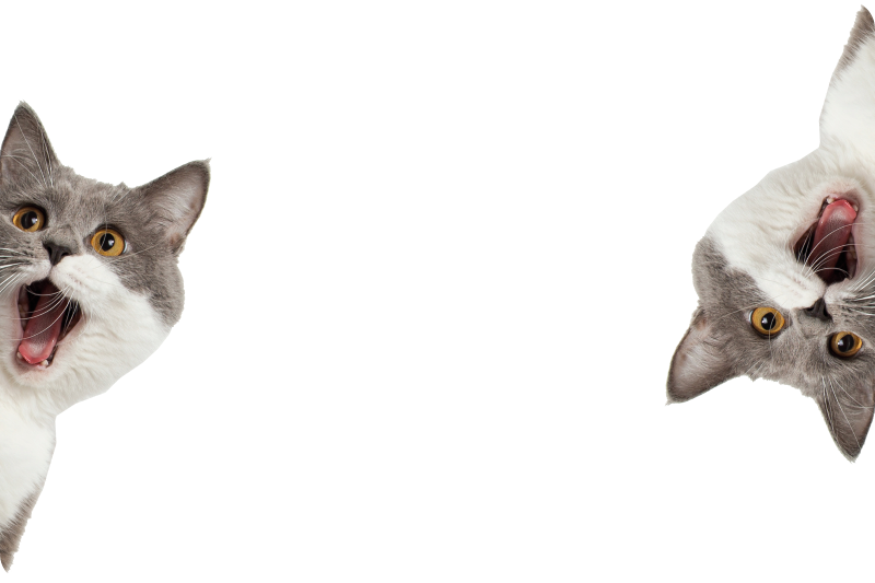 Animal mat cat peeking on white background - TenStickers