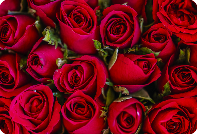 Red floral style floral rug - TenStickers